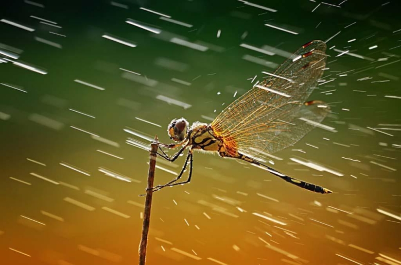 Magnífico primer plano de Shikhei Go