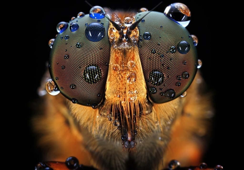 Magnífico primer plano de Shikhei Go