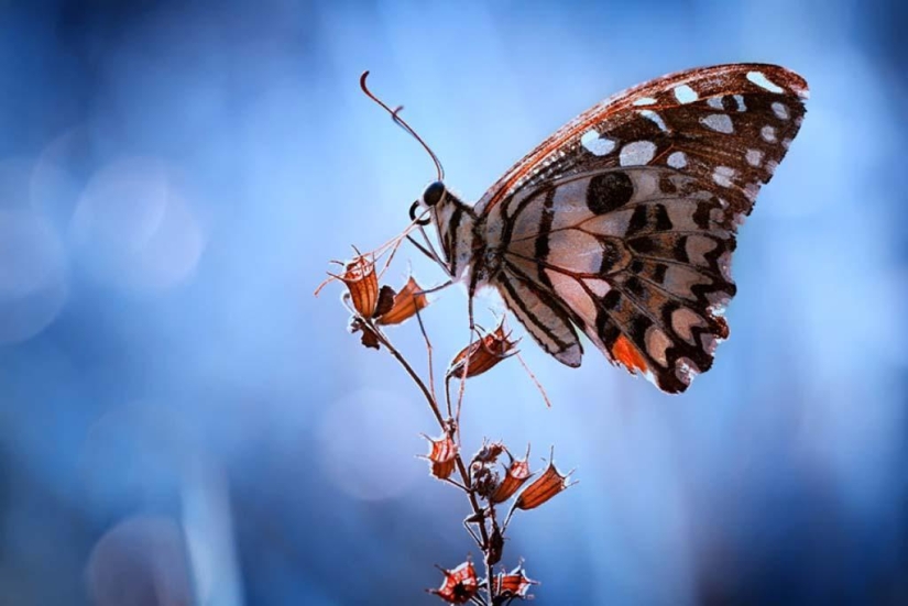 Magnífico primer plano de Shikhei Go