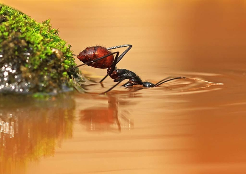 Magnífico primer plano de Shikhei Go