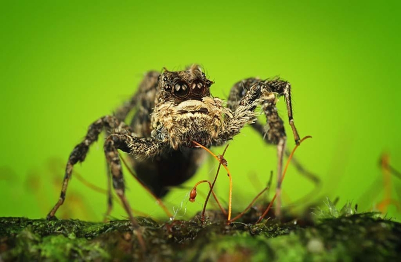 Magnífico primer plano de Shikhei Go