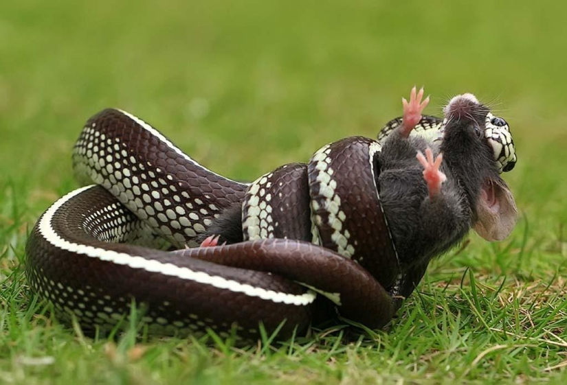 Magnífico primer plano de Shikhei Go