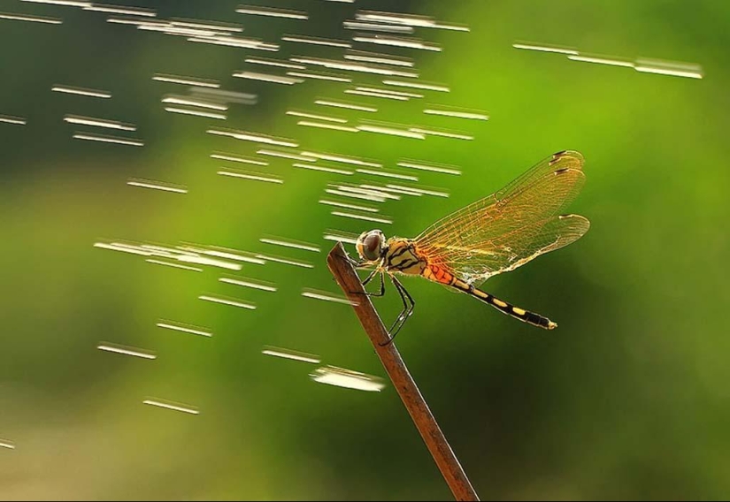 Magnífico primer plano de Shikhei Go