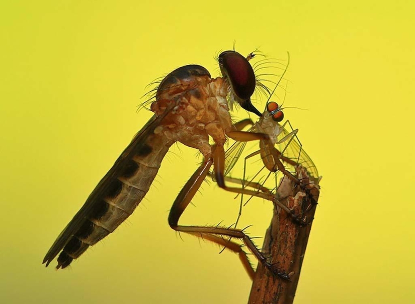 Magnífico primer plano de Shikhei Go