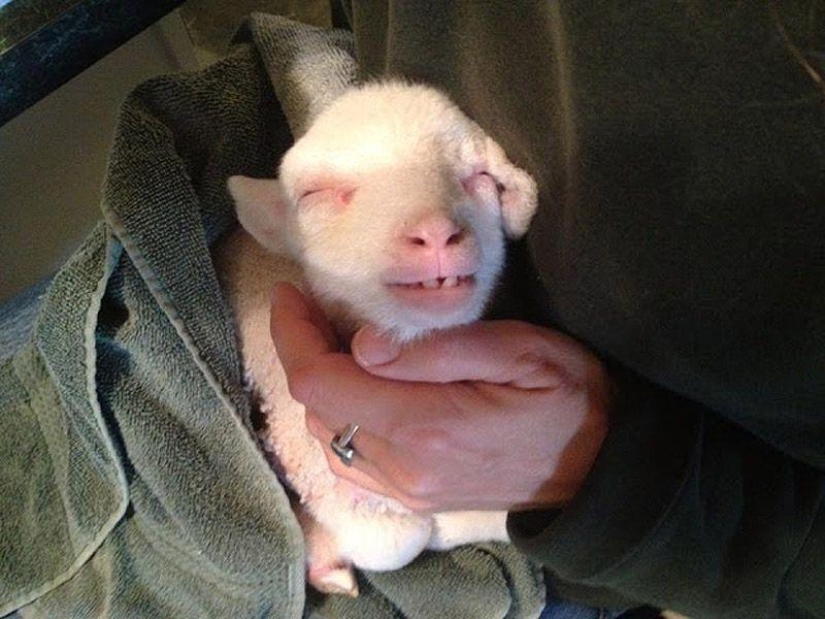 Maisy la oveja adorable