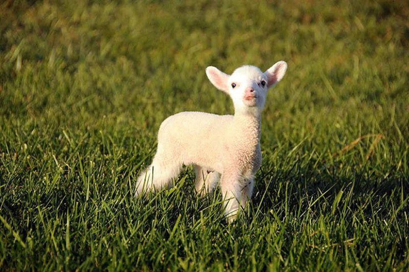 Maisy the adorable sheep