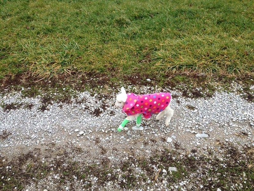 Maisy the adorable sheep
