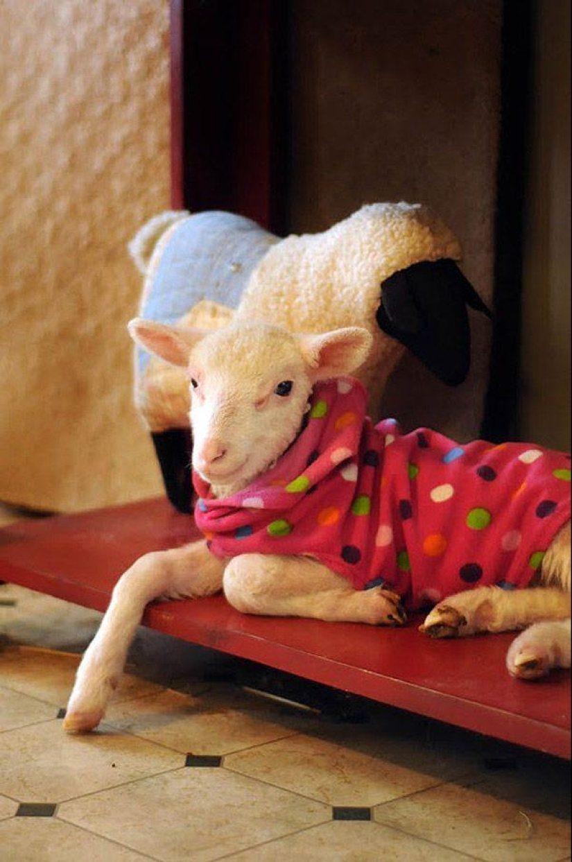 Maisy the adorable sheep