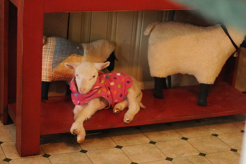Maisy the adorable sheep