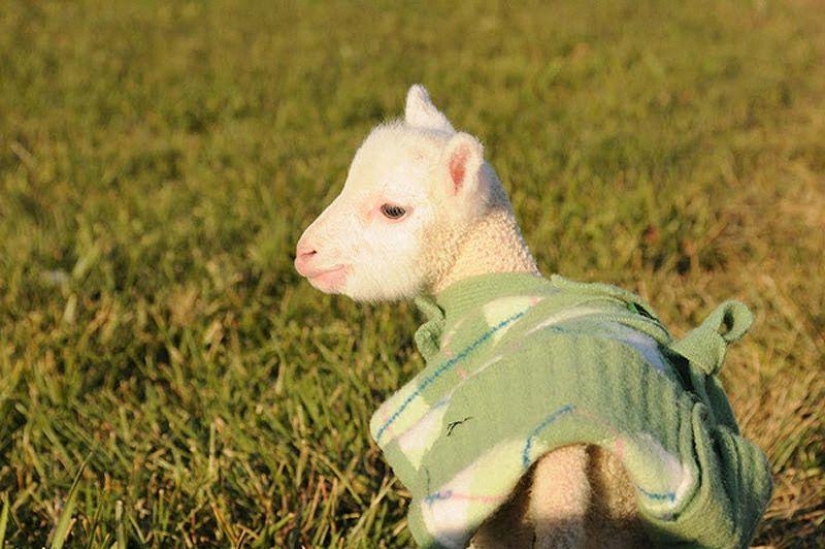 Maisy the adorable sheep