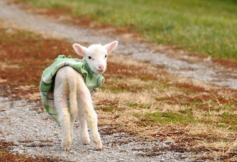 Maisy the adorable sheep