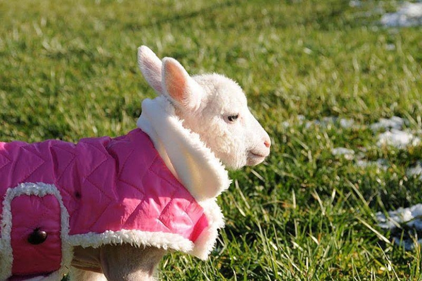 Maisy the adorable sheep