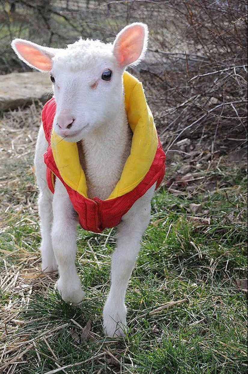 Maisy the adorable sheep