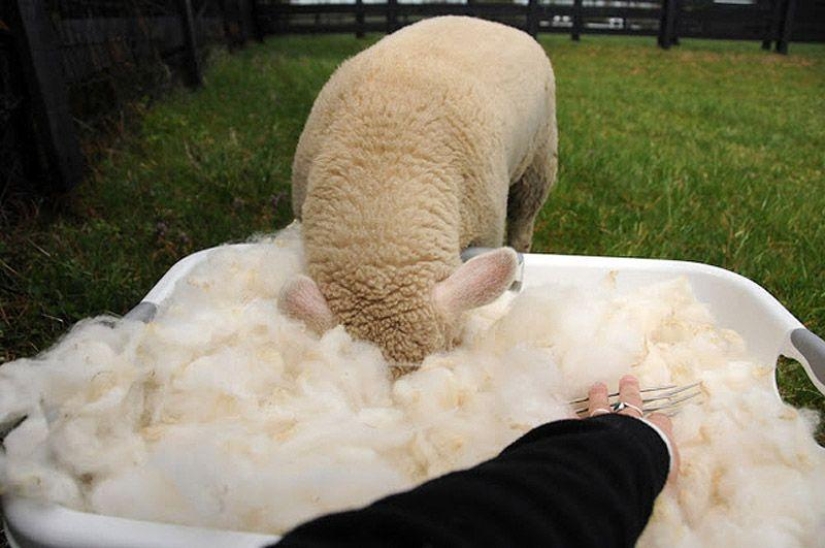 Maisy the adorable sheep