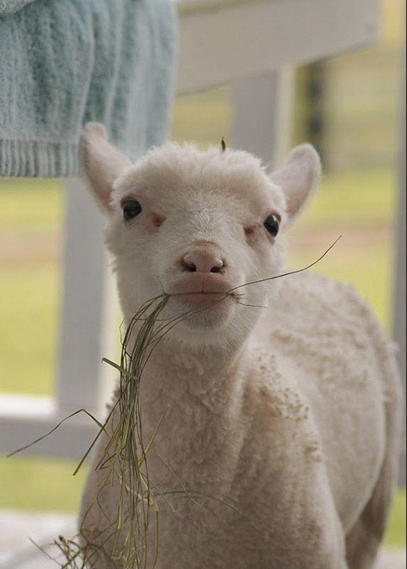 Maisy the adorable sheep