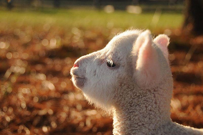 Maisy the adorable sheep