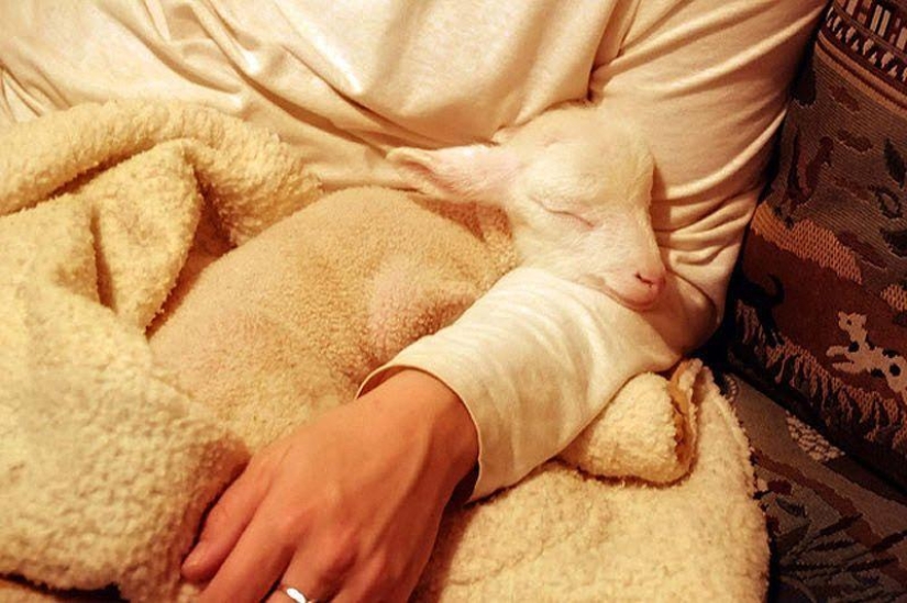 Maisy the adorable sheep