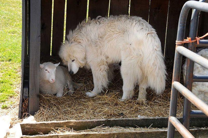 Maisy the adorable sheep