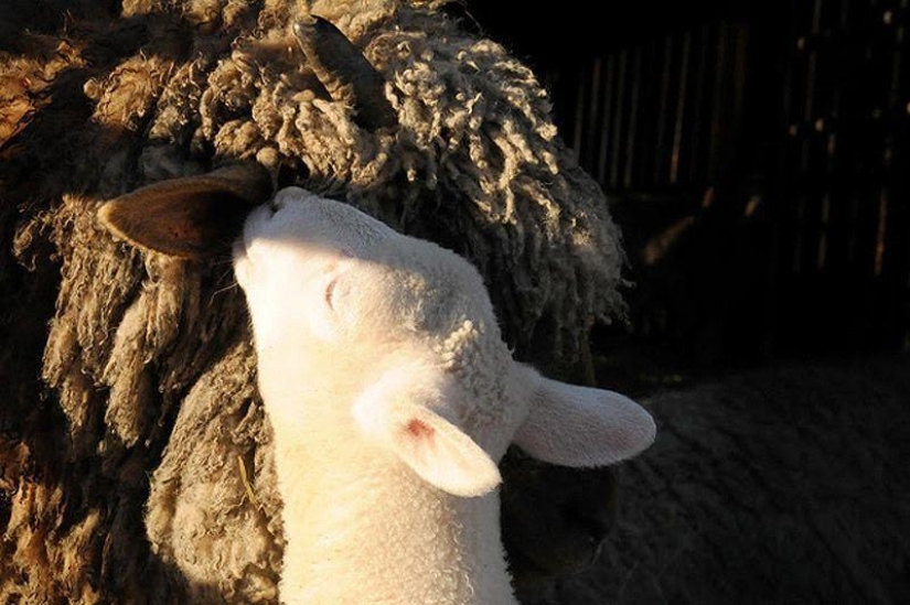 Maisy the adorable sheep