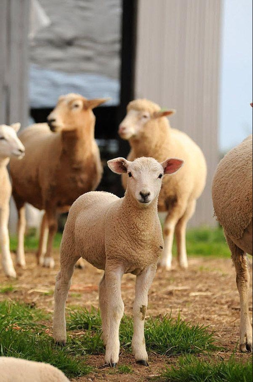 Maisy the adorable sheep