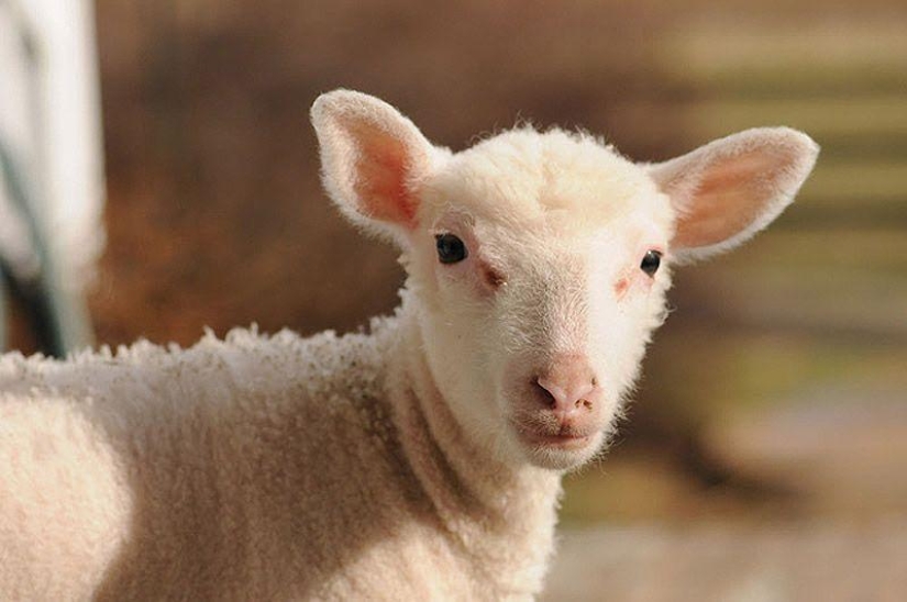 Maisy the adorable sheep