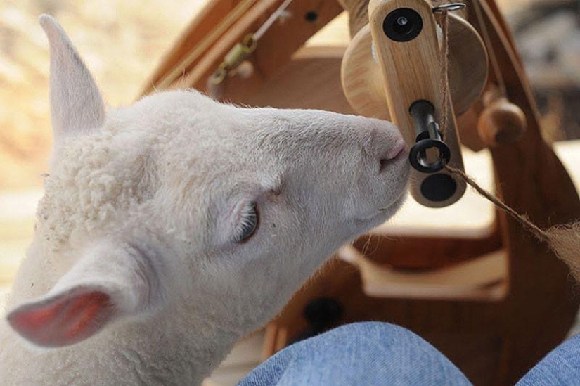 Maisy the adorable sheep