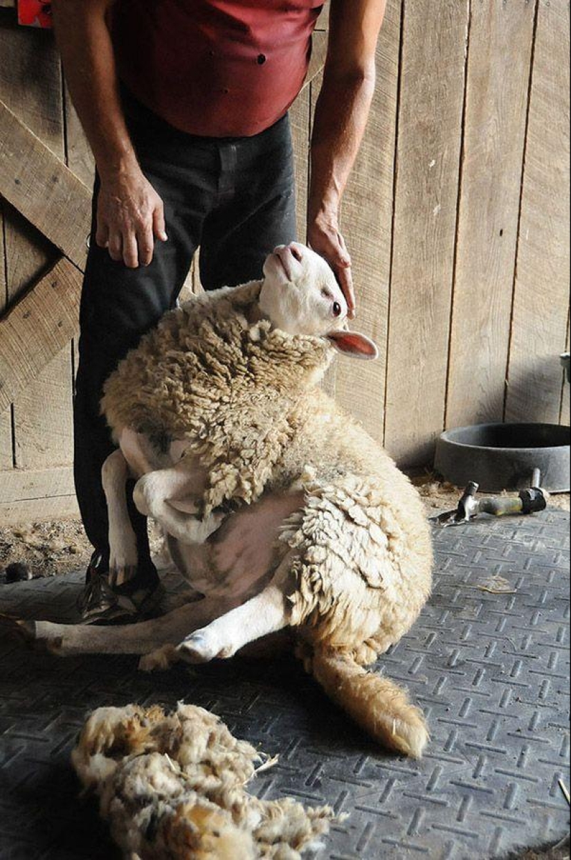 Maisy the adorable sheep