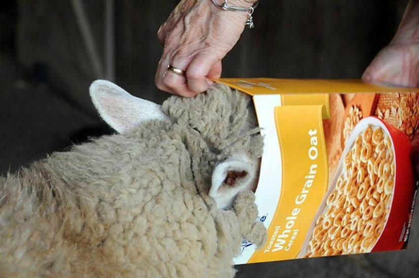 Maisy the adorable sheep