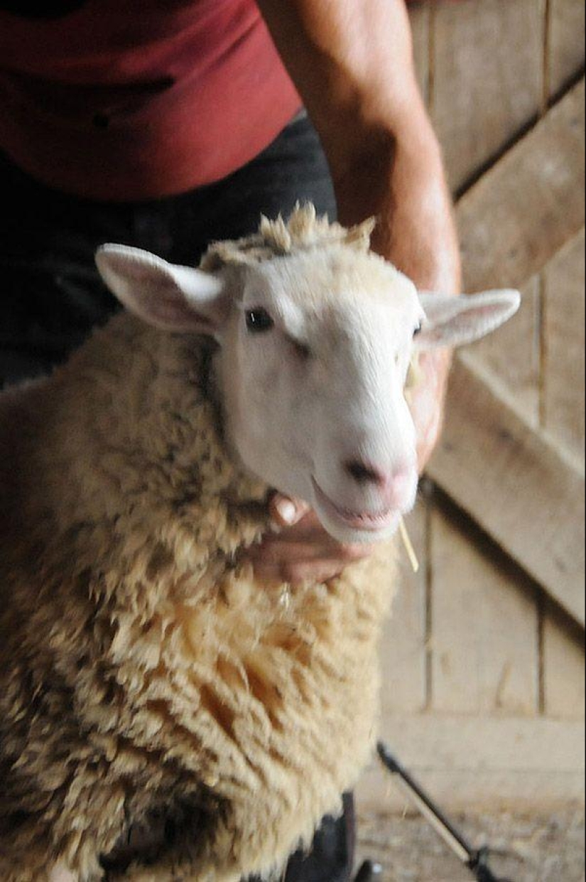 Maisy the adorable sheep
