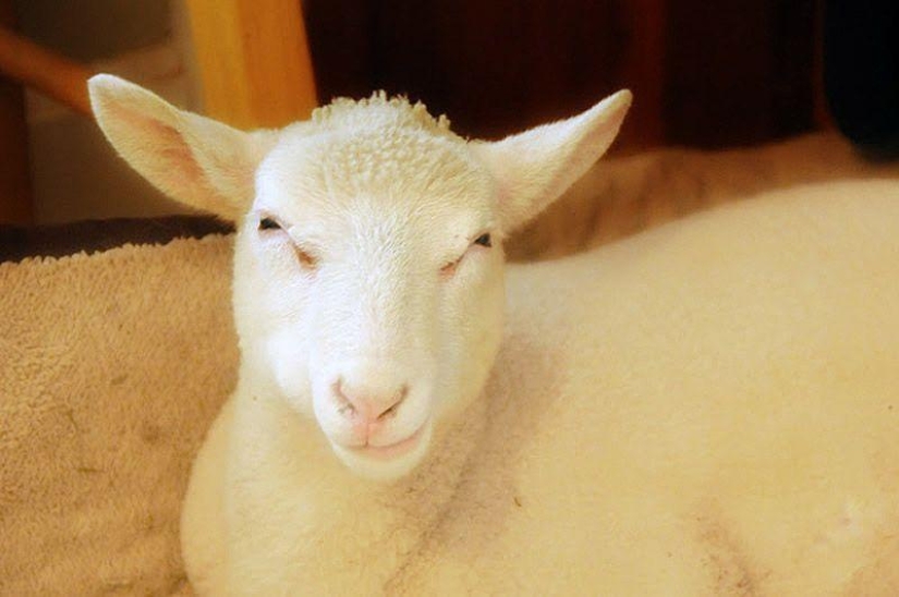 Maisy the adorable sheep