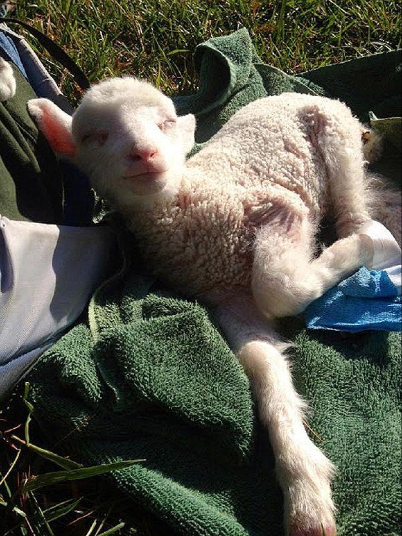 Maisy the adorable sheep