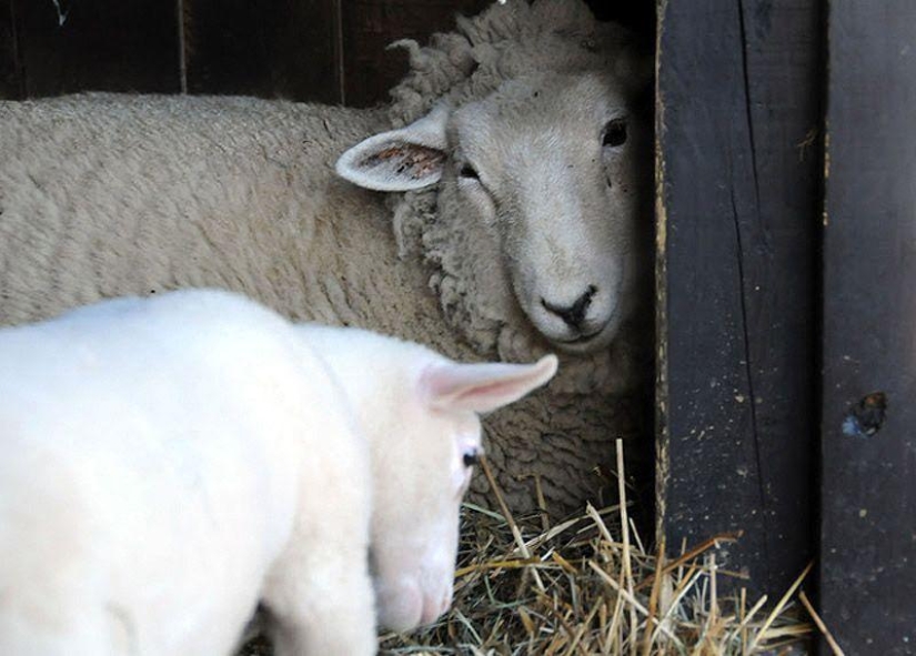 Maisy the adorable sheep