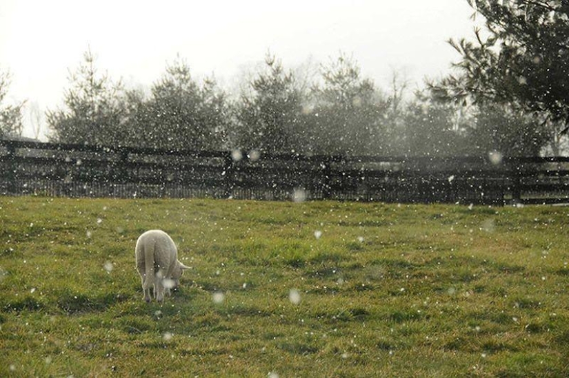 Maisy the adorable sheep
