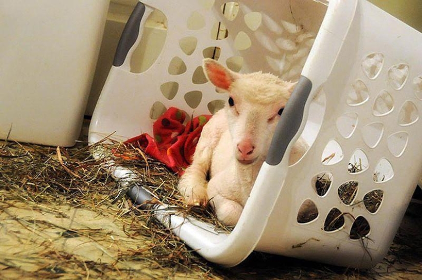 Maisy the adorable sheep