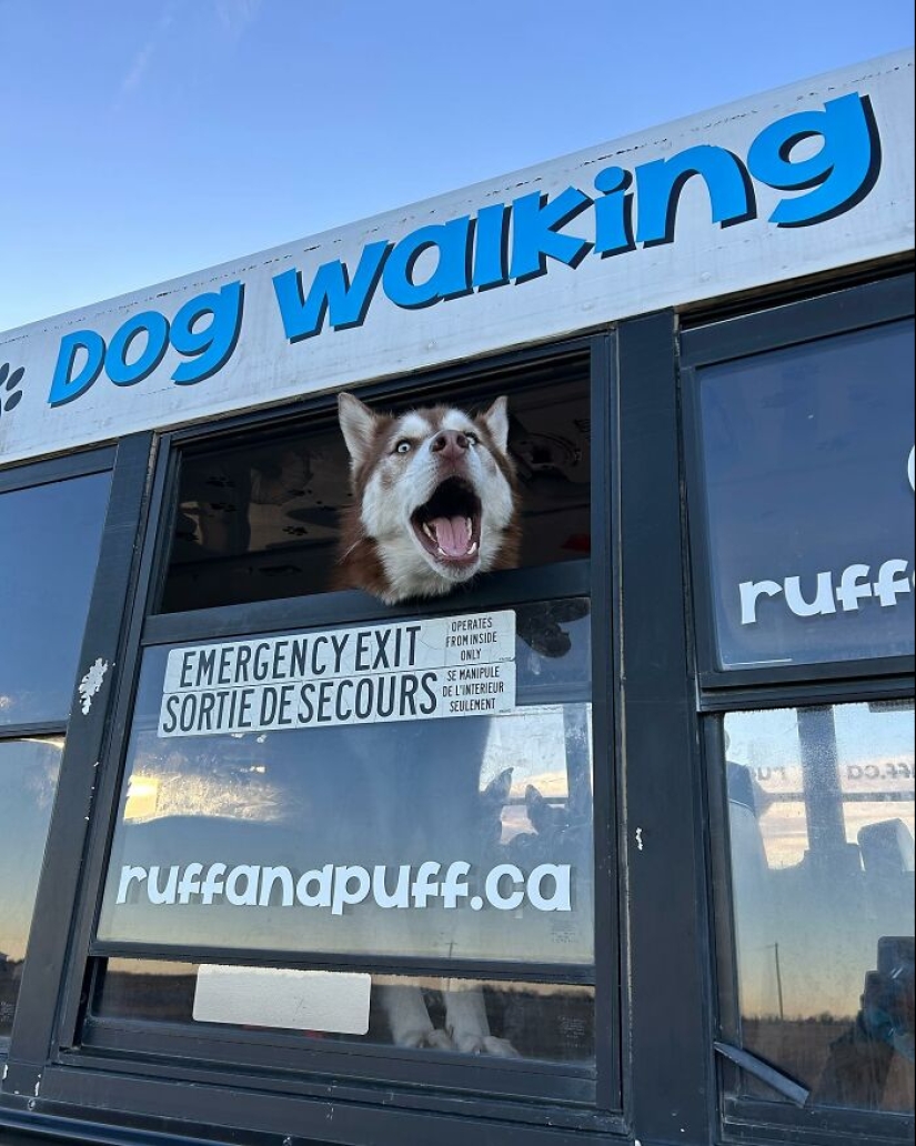 Man Created A Dog School Bus That Takes Pups On Daily Joyrides Man Created A Dog School Bus That Takes Pups On Daily Joyrides