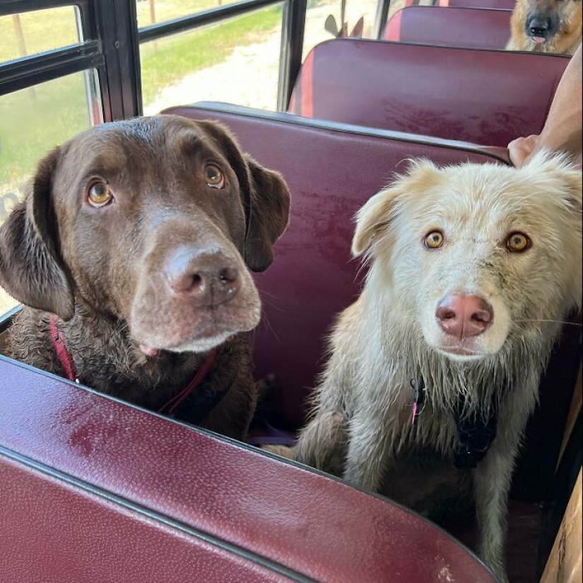 Man Created A Dog School Bus That Takes Pups On Daily Joyrides Man Created A Dog School Bus That Takes Pups On Daily Joyrides