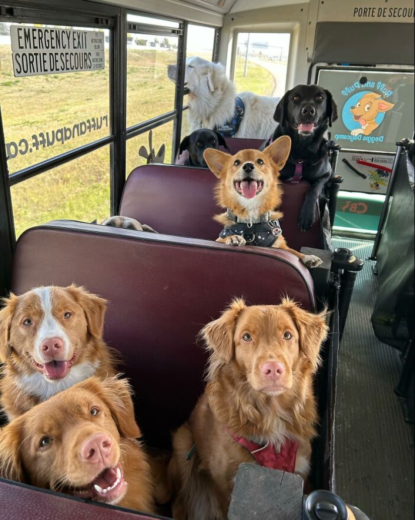 Man Created A Dog School Bus That Takes Pups On Daily Joyrides Man Created A Dog School Bus That Takes Pups On Daily Joyrides