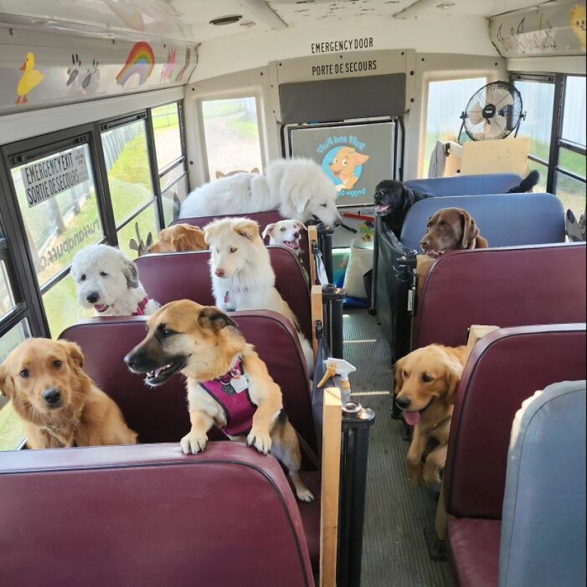 Man Created A Dog School Bus That Takes Pups On Daily Joyrides Man Created A Dog School Bus That Takes Pups On Daily Joyrides