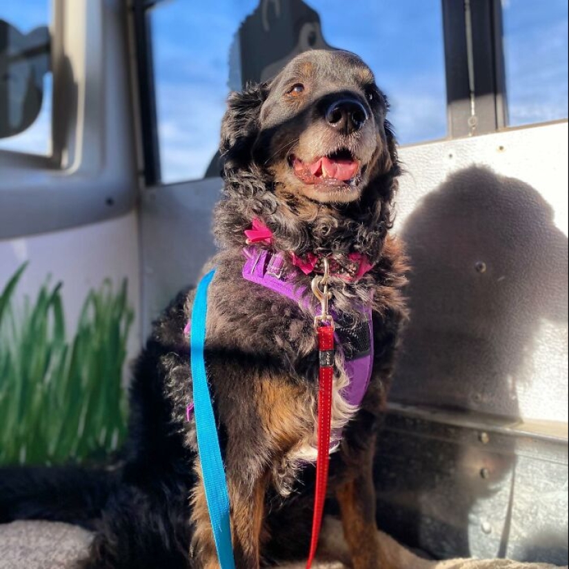 Man Created A Dog School Bus That Takes Pups On Daily Joyrides Man Created A Dog School Bus That Takes Pups On Daily Joyrides
