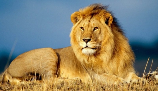 Man, stop! Animals that have halved in 40 years