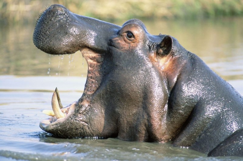 Man, stop! Animals that have halved in 40 years Man, stop! Animals that have halved in 40 years