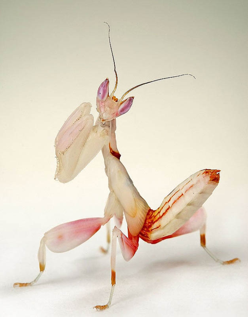 mantis religiosa orquidea