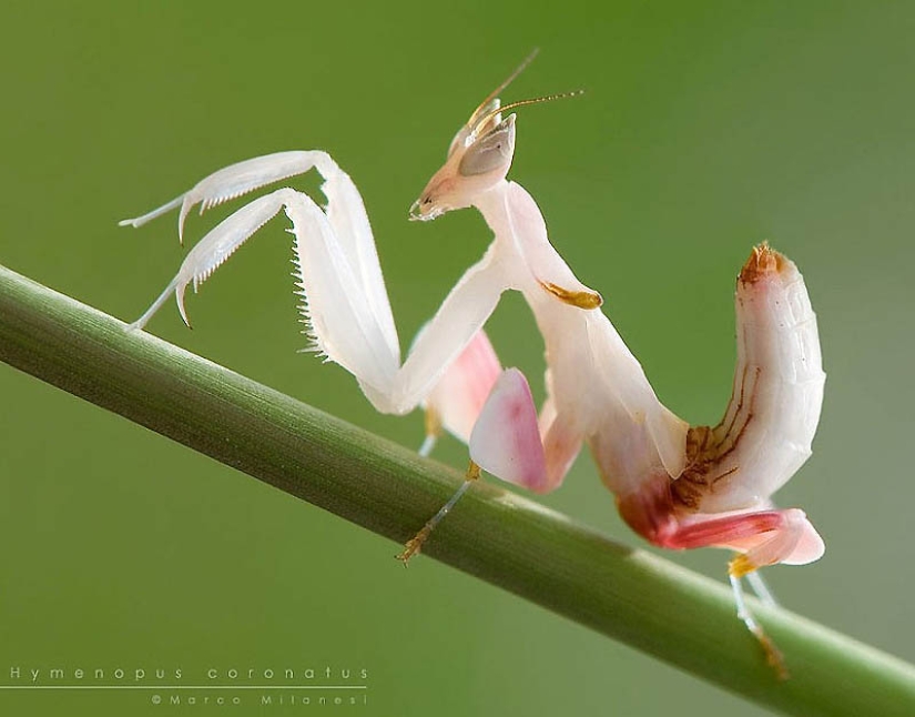 mantis religiosa orquidea