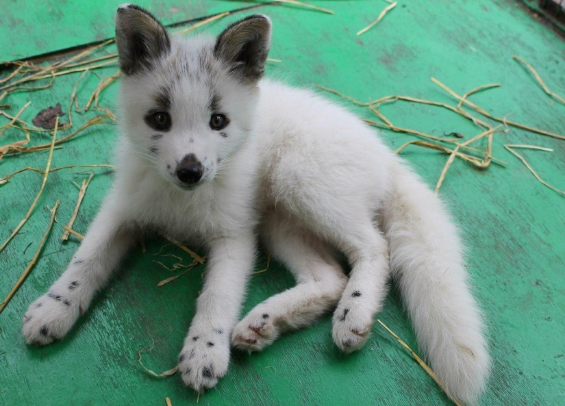 Manual fox named Spring