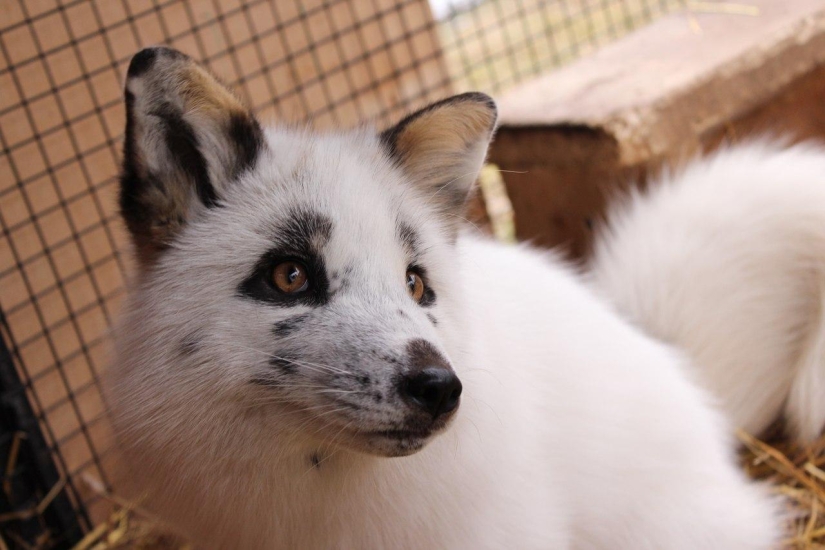 Manual fox named Spring