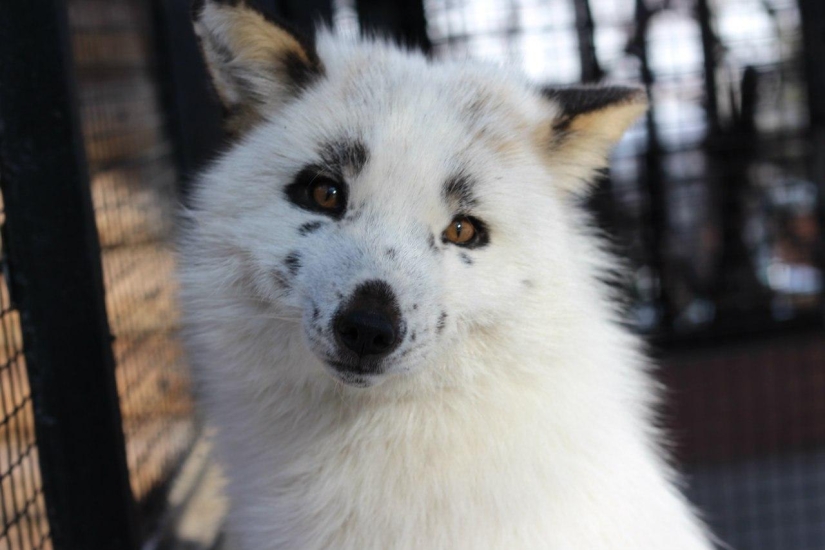 Manual fox named Spring