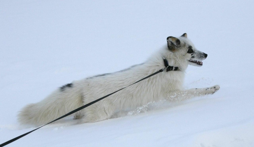 Manual fox named Spring