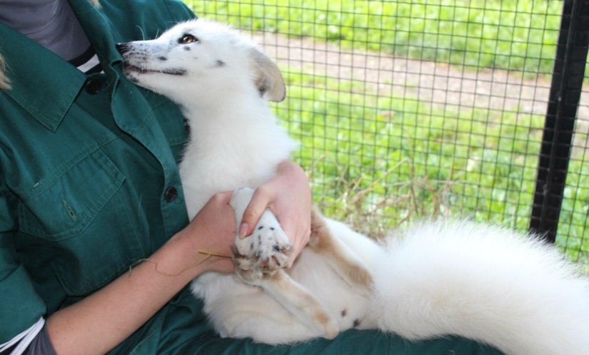 Manual fox named Spring