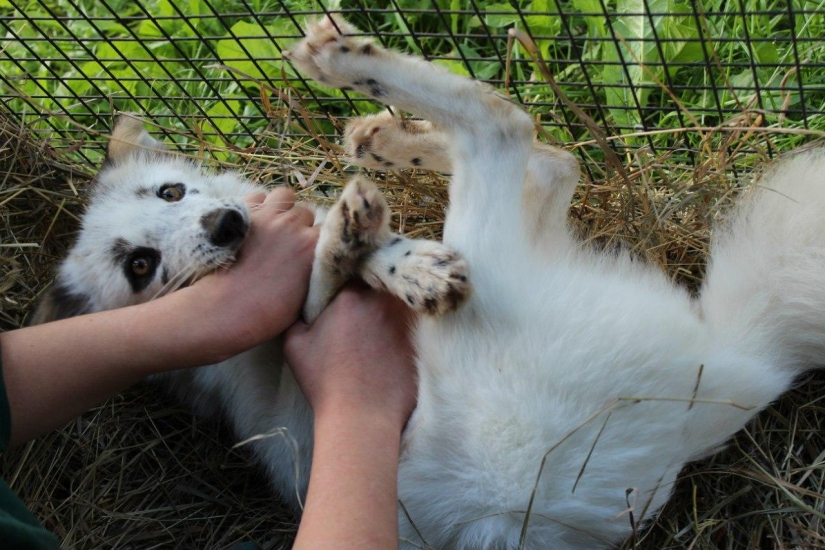 Manual fox named Spring