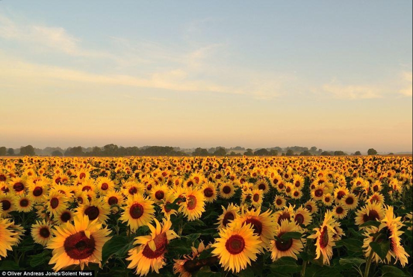 Manzana del manzano: el hijo del fotógrafo toma fotos increíbles Manzana del manzano: el hijo del fotógrafo toma fotos increíbles